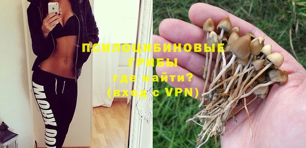 прущие грибы Дмитровск